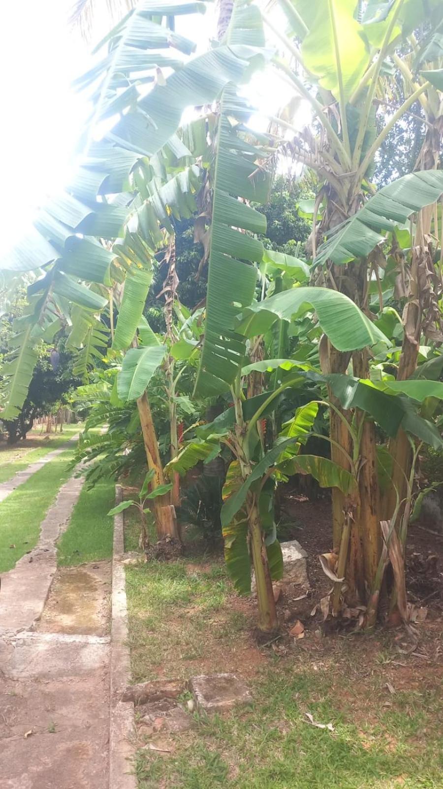 Flor De Jabuticabeira Hostel Jaguariúna Kültér fotó